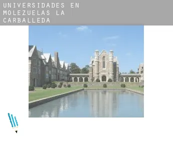 Universidades en  Molezuelas de la Carballeda